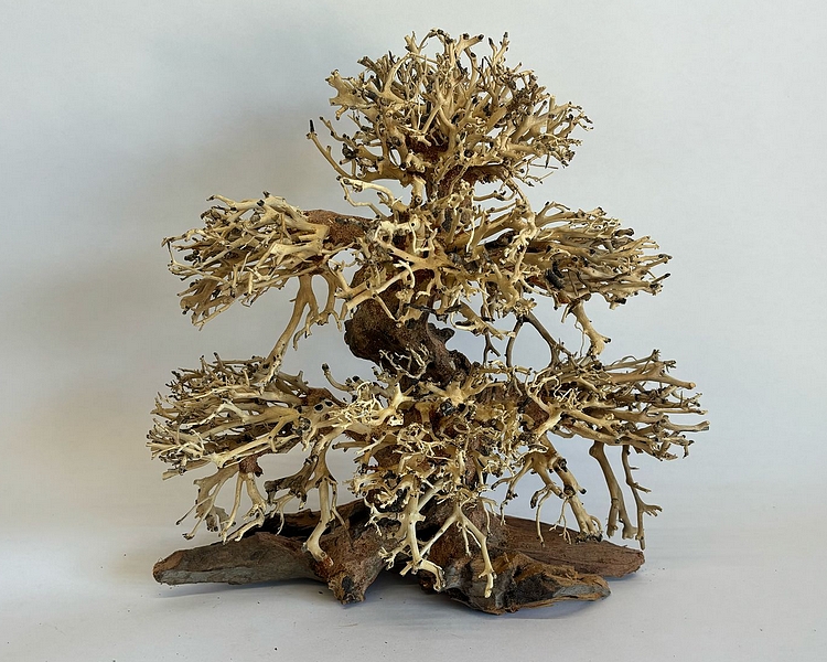Banyan Bonsai Wood - Approx. 30 x 30 x 15cm #BW2